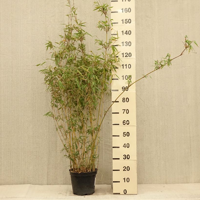 Fargesia nitida Obelisk en pot de 7.5L - Bambou non traçant sample as delivered in summer