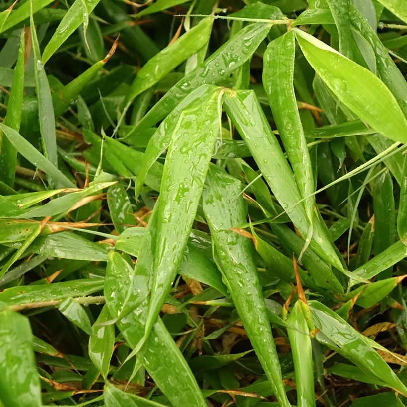 Fargesia robusta Formidable (Foliage)