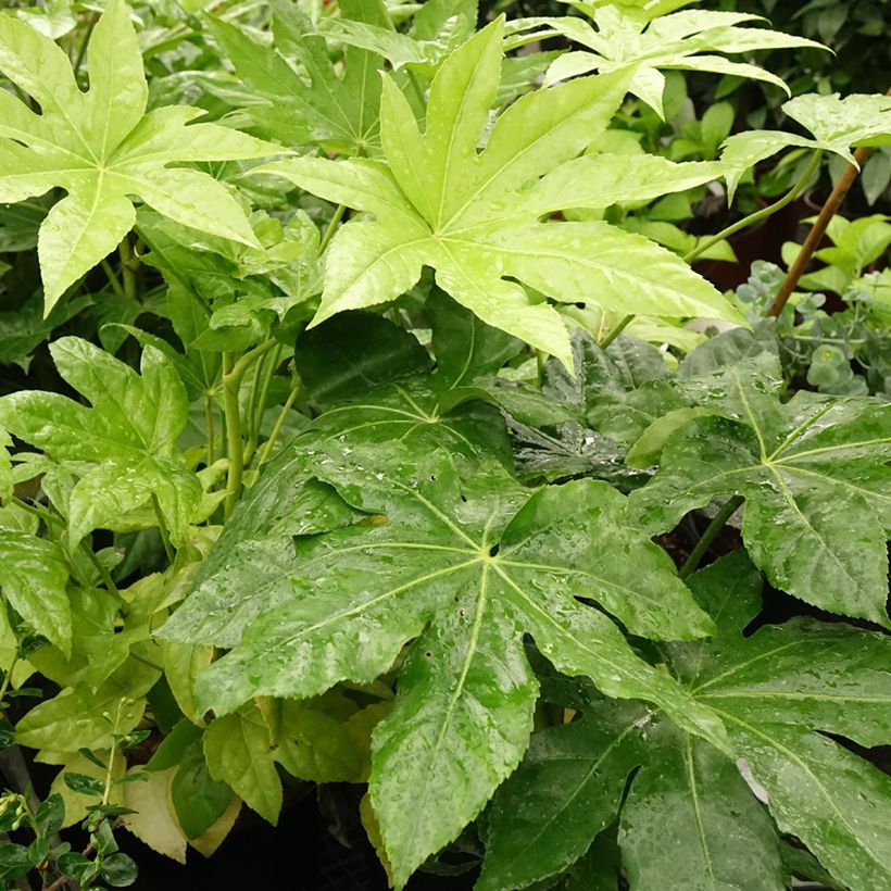 False Aralia - Fatsia japonica (Foliage)