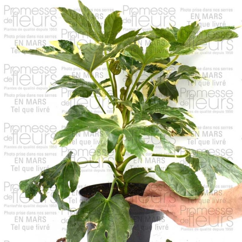 Example of Fatsia japonica Variegata 3L/4L potShipped height around 30cm specimen as delivered