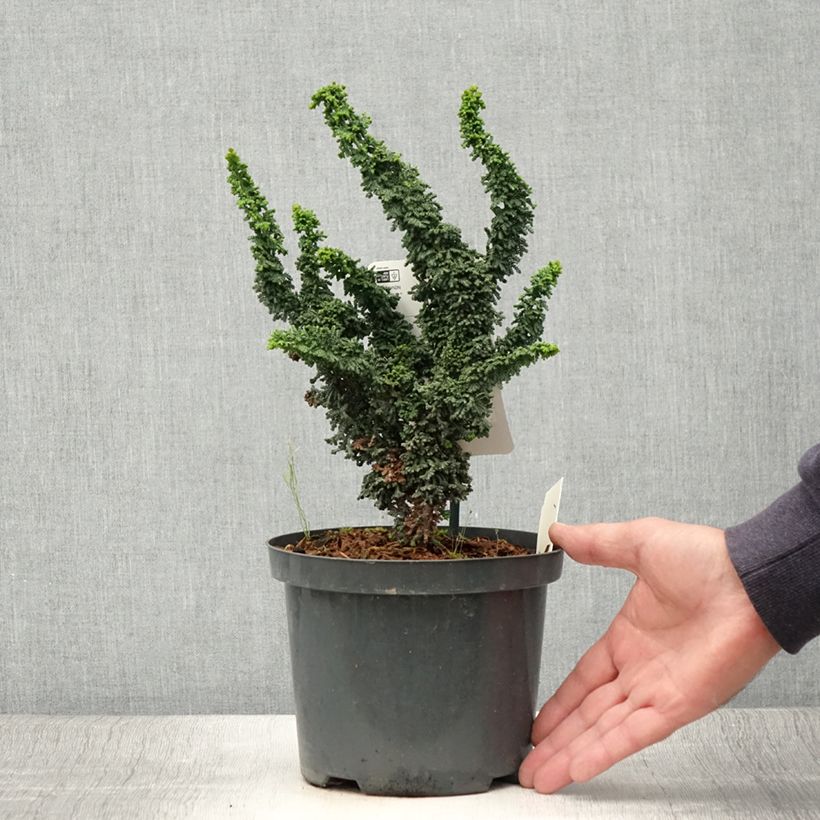 Chamaecyparis obtusa Chirimen - Hinoki Cypress 2L/3L potShipped height around 15/20cm sample as delivered in summer