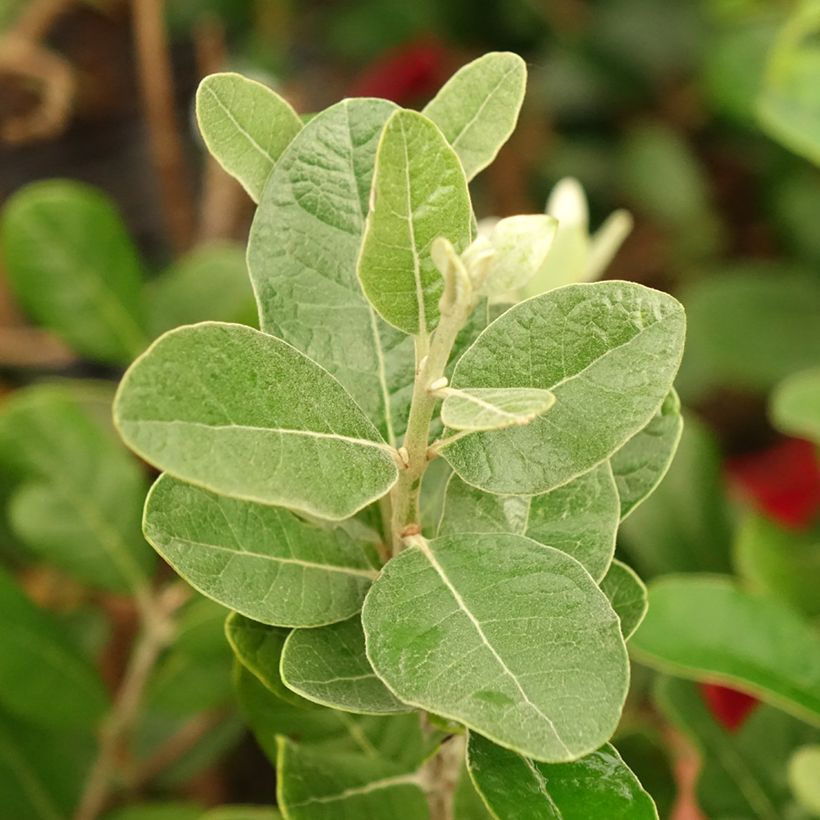 Feijoa sellowiana Triumph - Brazilian Guava (Foliage)