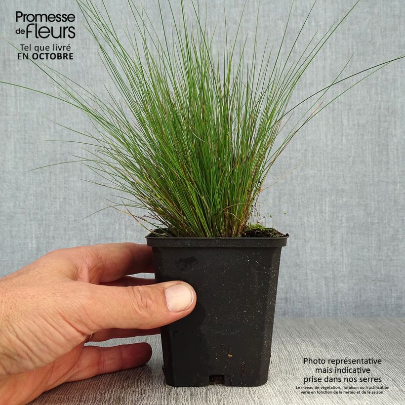 Festuca amethystina - Fétuque améthyste en godet de 9 cm sample as delivered in autumn