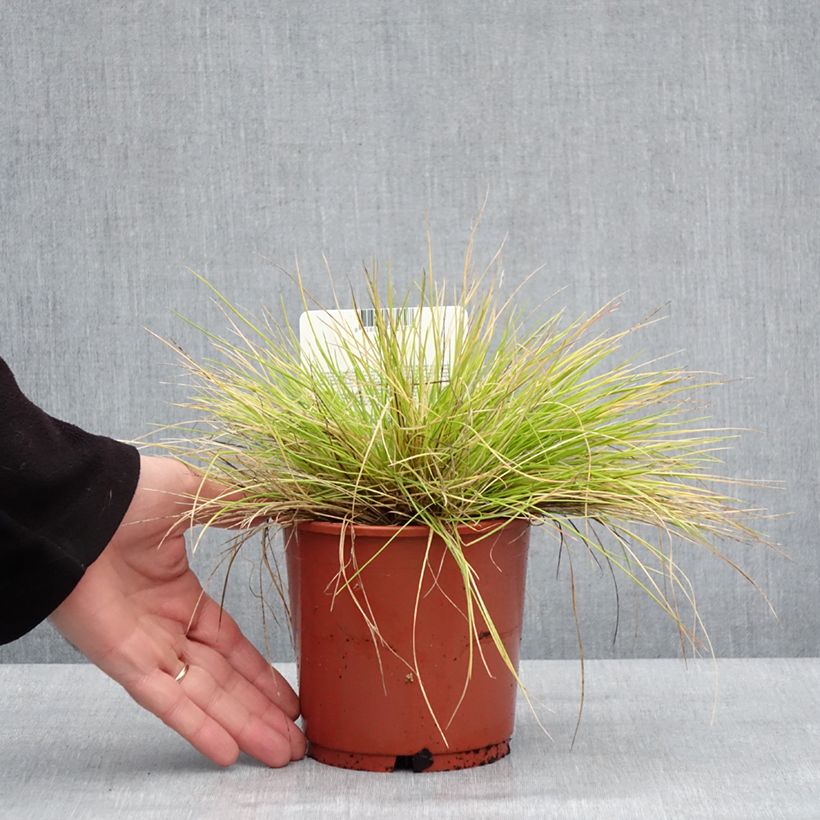 Festuca glauca Golden Toupee 1L/1.5L pot sample as delivered in winter