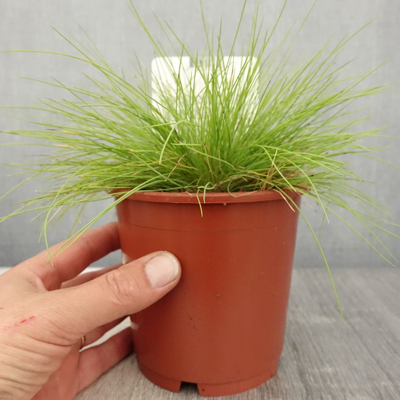 Fetuque, Festuca glauca Golden Toupee en pot de 1L/1.5L sample as delivered in spring