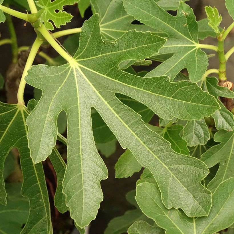 Ficus carica Bornholm's Diamant - fig (Foliage)