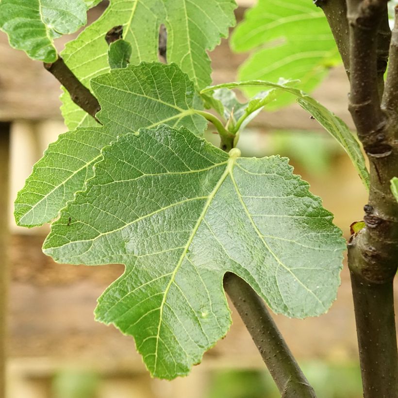 Fig Tree De Marseille - Ficus carica (Foliage)