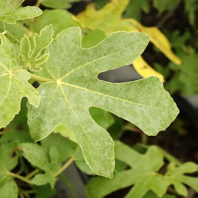 Fig Tree Osborn's Prolific - Ficus carica (Foliage)