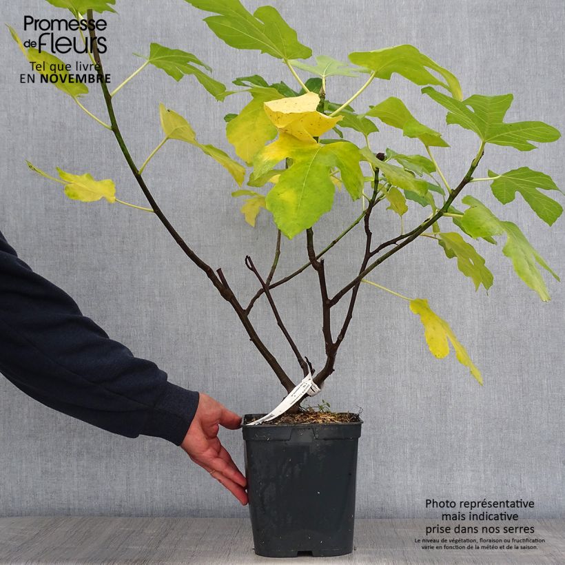 Figuier Marseillaise - Ficus carica en pot de 4l/5l sample as delivered in autumn