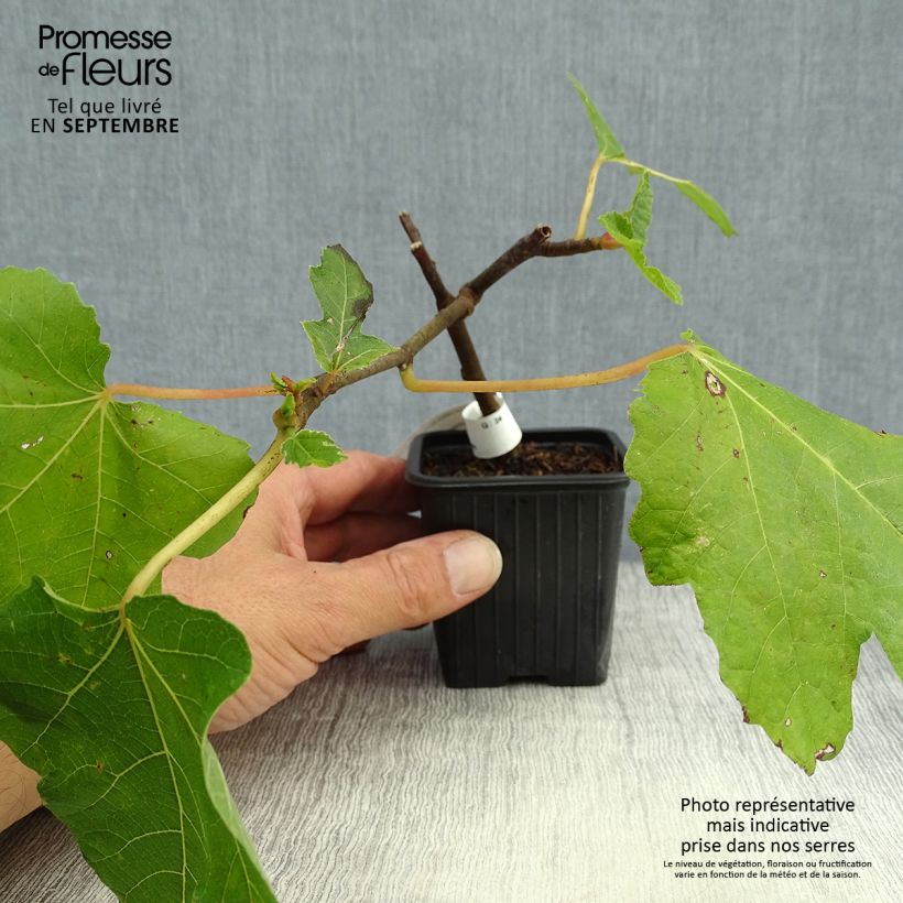 Figuier Noire de Bellone - Ficus carica en godet de 9cm sample as delivered in autumn