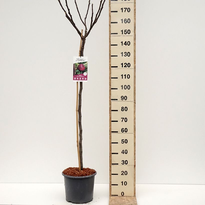 Fig Tree Rouge de Bordeaux - Ficus carica 7.5L/10L pot, Half standardShipped height around 125/+cm sample as delivered in winter