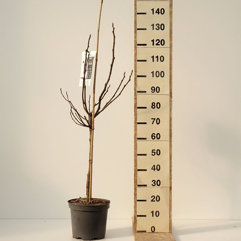 Ficus carica Rouge de juillet 7.5L/10L pot, GobletShipped height around 125/150cm sample as delivered in winter