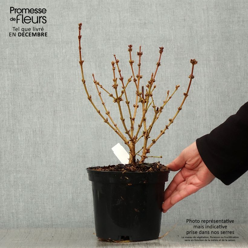 Forsythia intermedia Golden Times - Mimosa de Paris Pot de 3L/4L sample as delivered in autumn