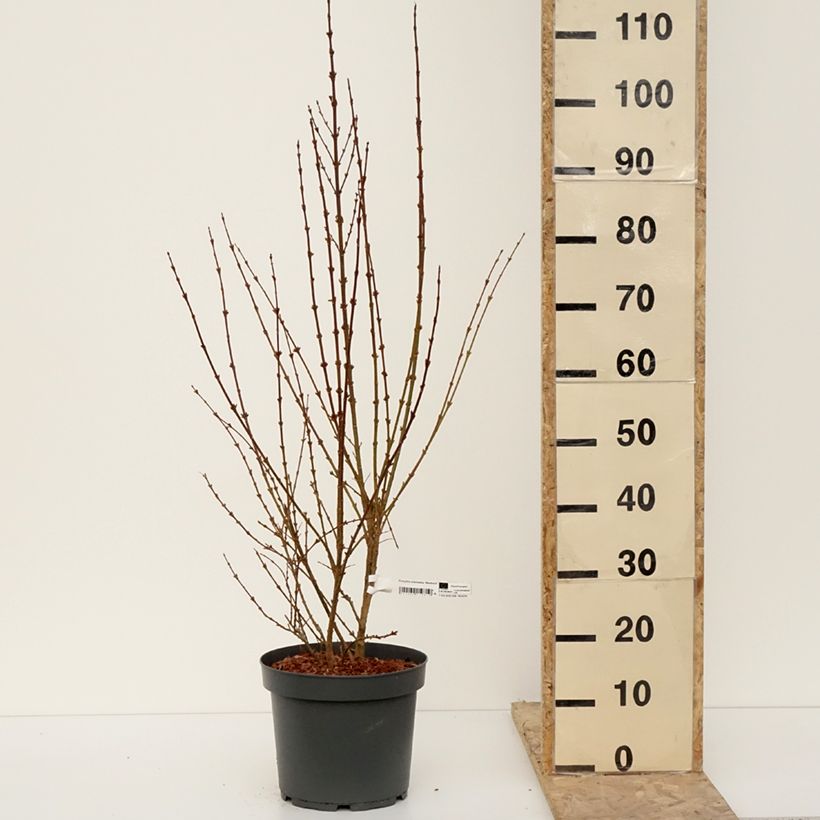 Forsythia intermedia Week-End 7.5L/10L potShipped height around 100/110cm sample as delivered in winter