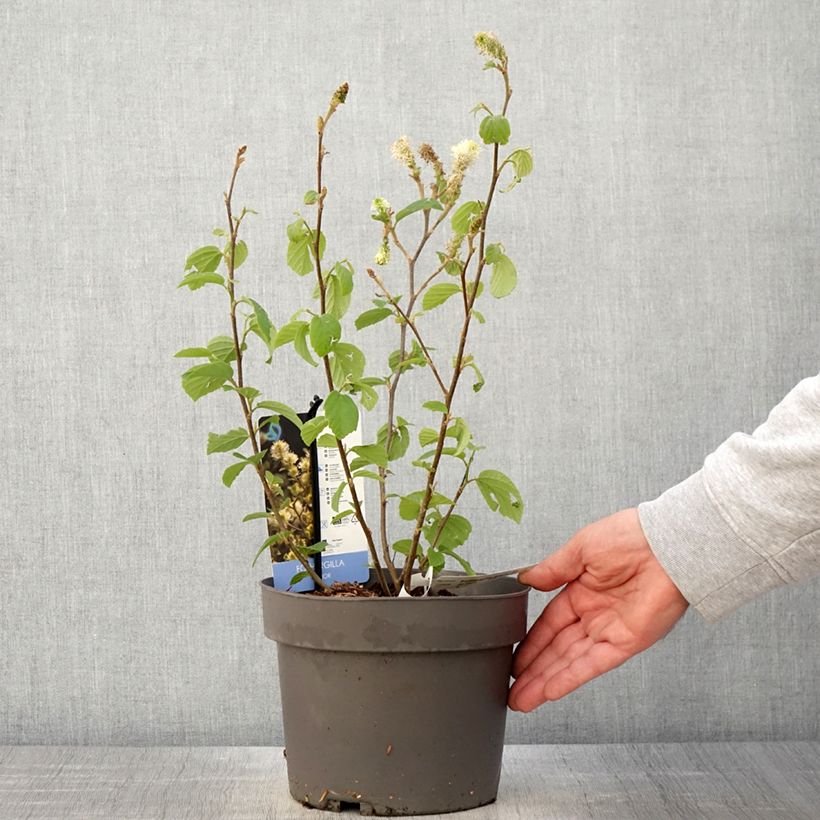 Fothergilla gardenii Suzanne - Pot de 4L/5L sample as delivered in spring