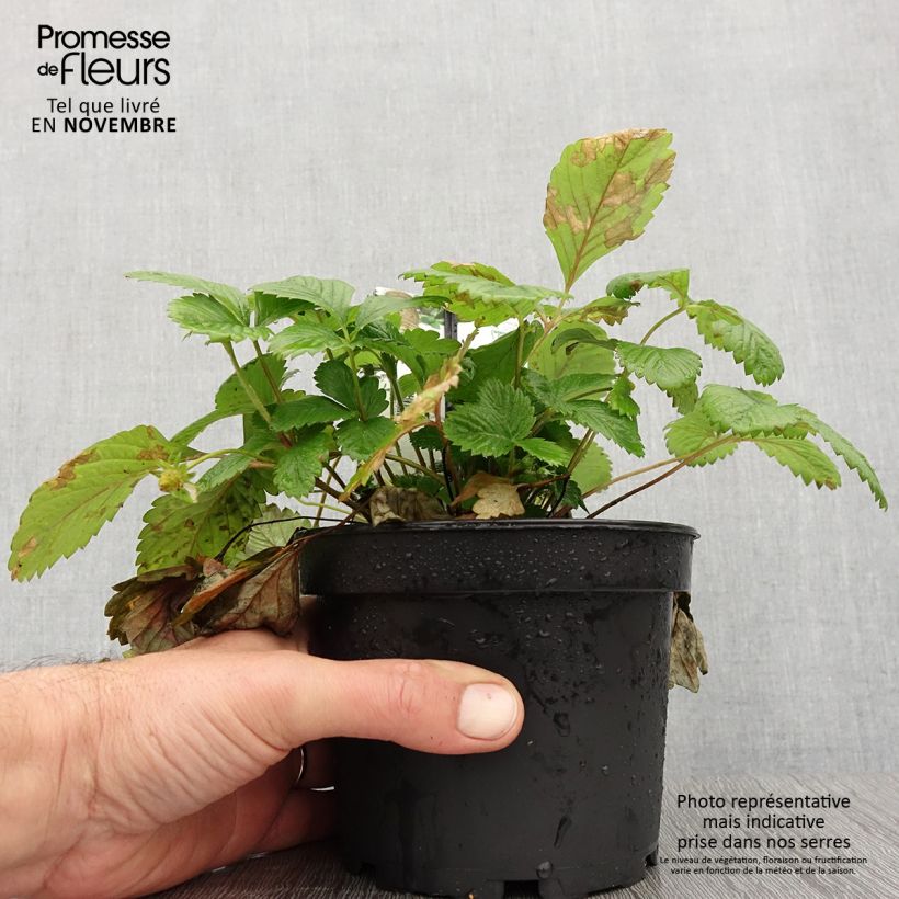 Fragaria alpinum Yellow Wonder - Fraisier des Alpes Pot de 1,5L/2L sample as delivered in autumn