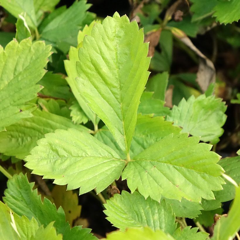 Wild Strawberry Yellow Wonder - Fragaria vesca (Foliage)