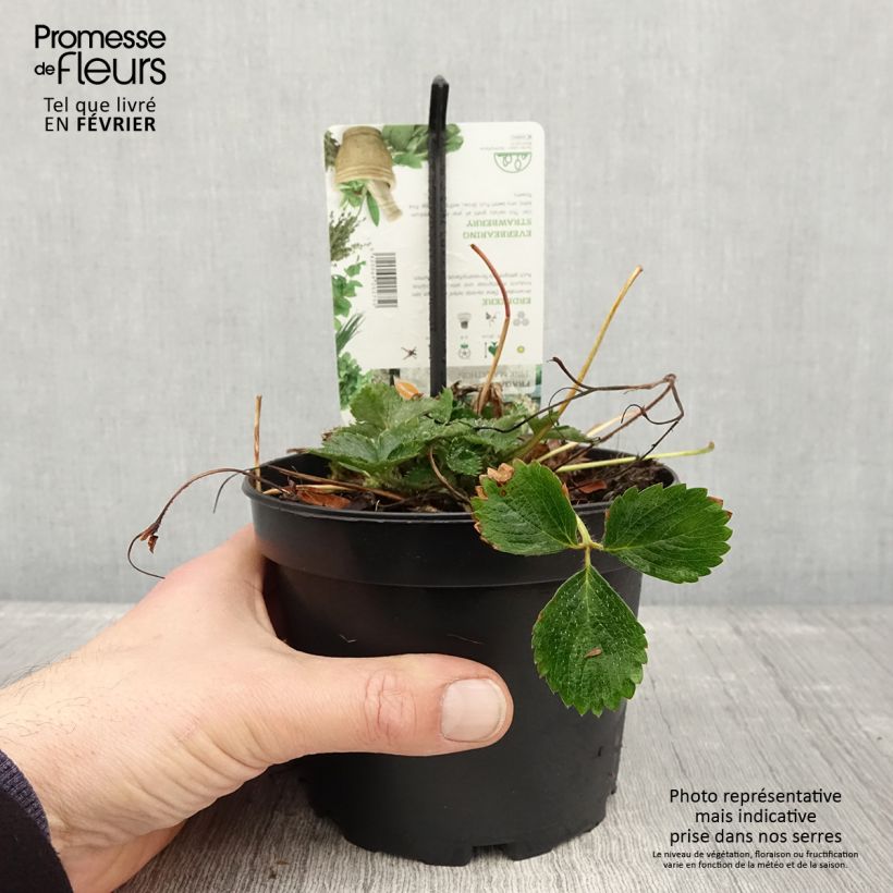 Fragaria Pink Marathon (remontant) - Fraise des bois Pot de 1,5L/2L sample as delivered in winter