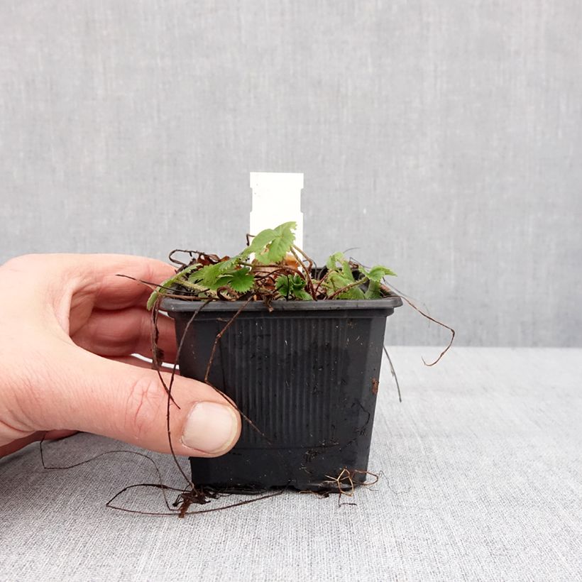 Wild Strawberry Rügen - Fragaria vesca 8/9 cm pot sample as delivered in winter