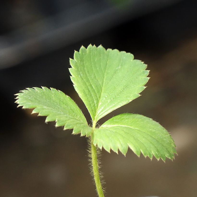 Charlotte Strawberry (everbearing) - Fragaria ananassa (Foliage)