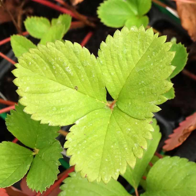 Strawberry Ciflorette - Fragaria ananassa (Foliage)