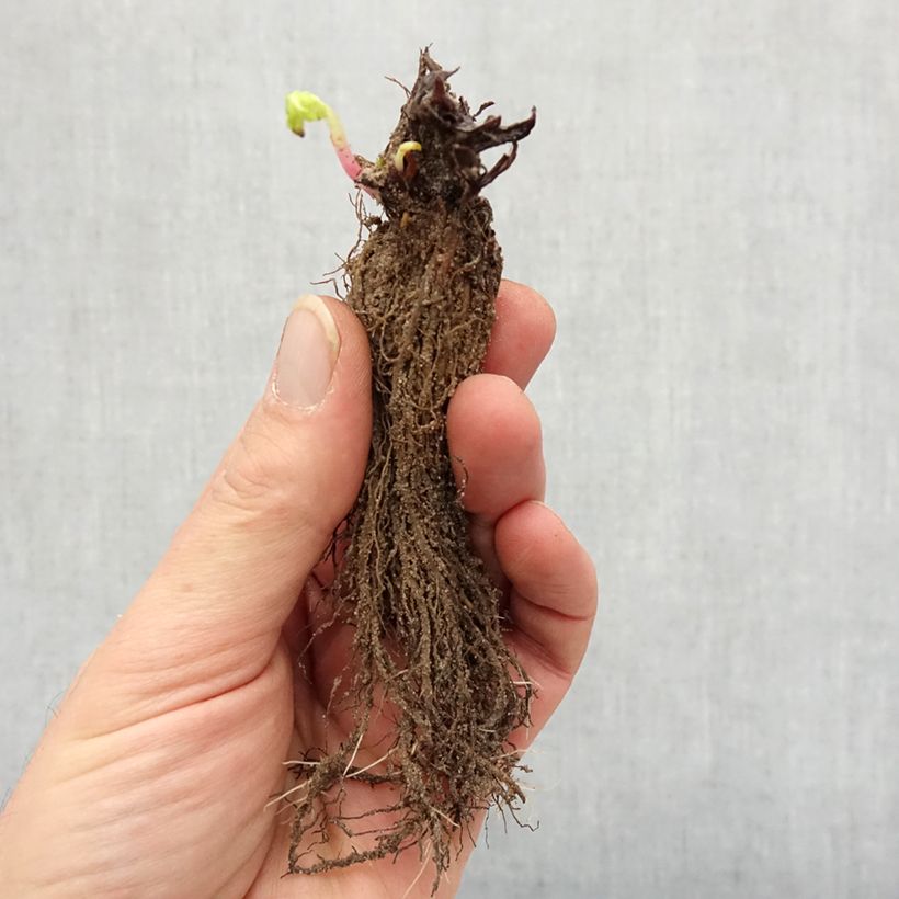 Strawberry Gorella - Fragaria Bare root sample as delivered in winter