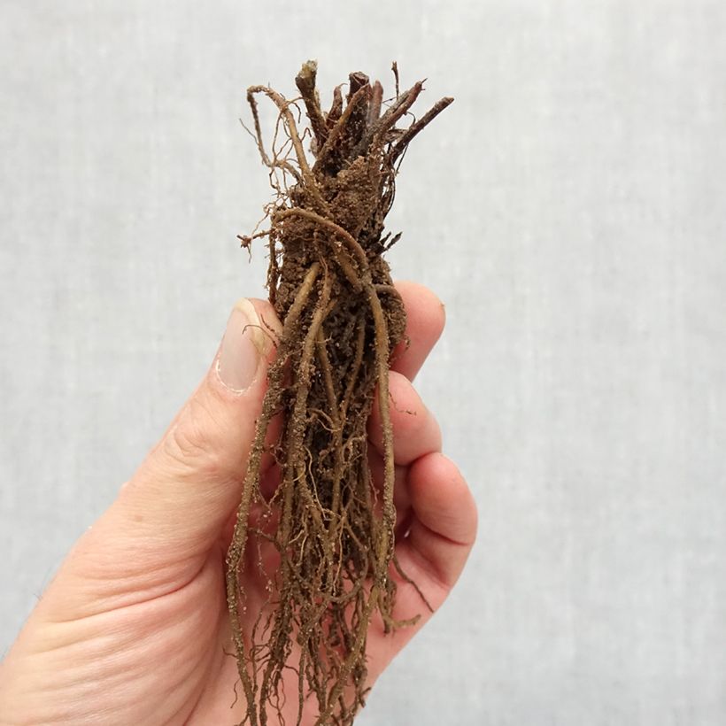 Organic Strawberry Rubis des Jardins - Fragaria ananassa Bare root sample as delivered in winter