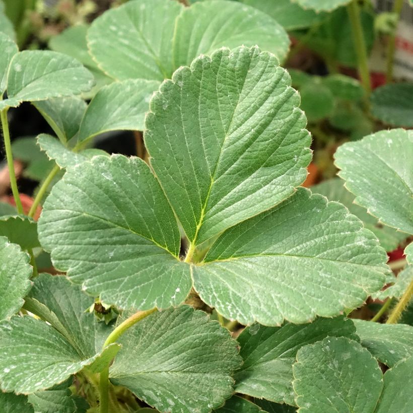 Strawberry White Pineberry - Fragaria ananassa (Foliage)