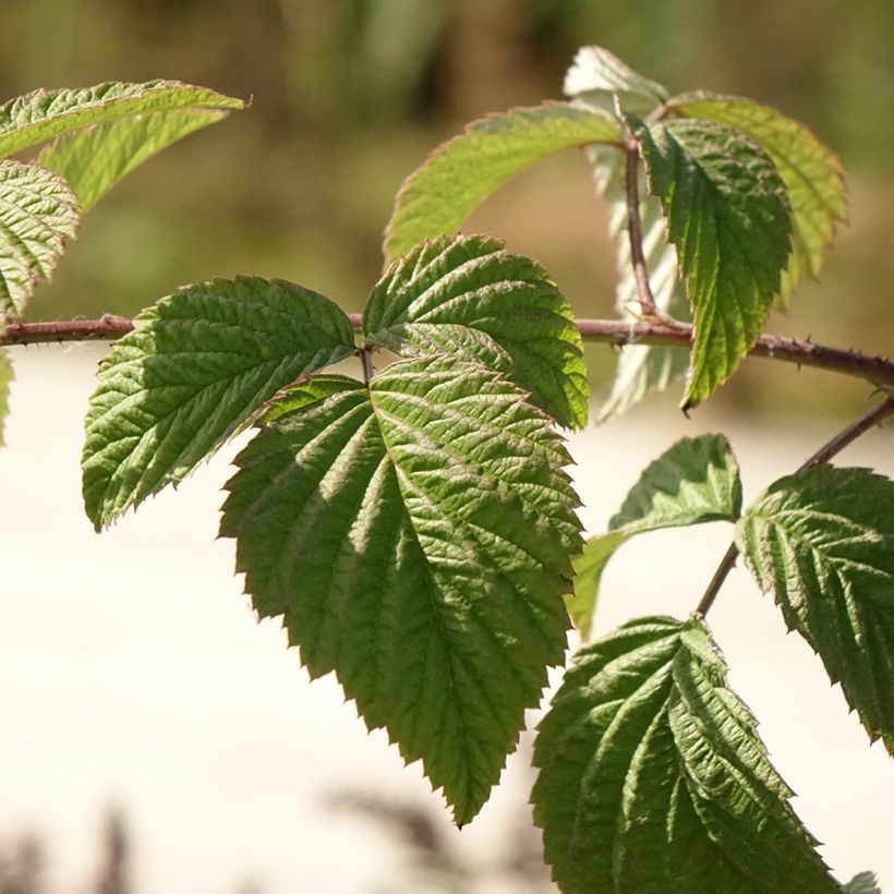 Raspberry Glen Ample- Rubus idaeus (Foliage)