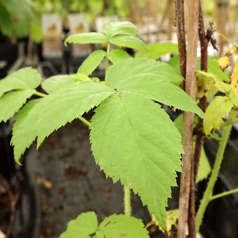 Organic Raspberry Golden Everest- Rubus idaeus (Foliage)