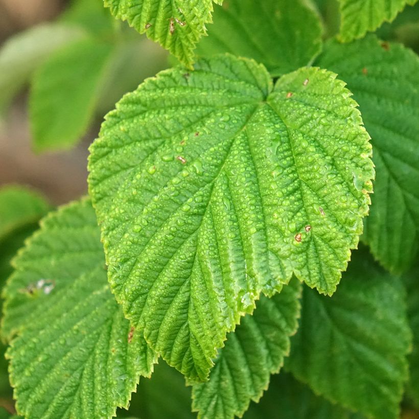 Raspberry Golden Everest- Rubus idaeus (Foliage)