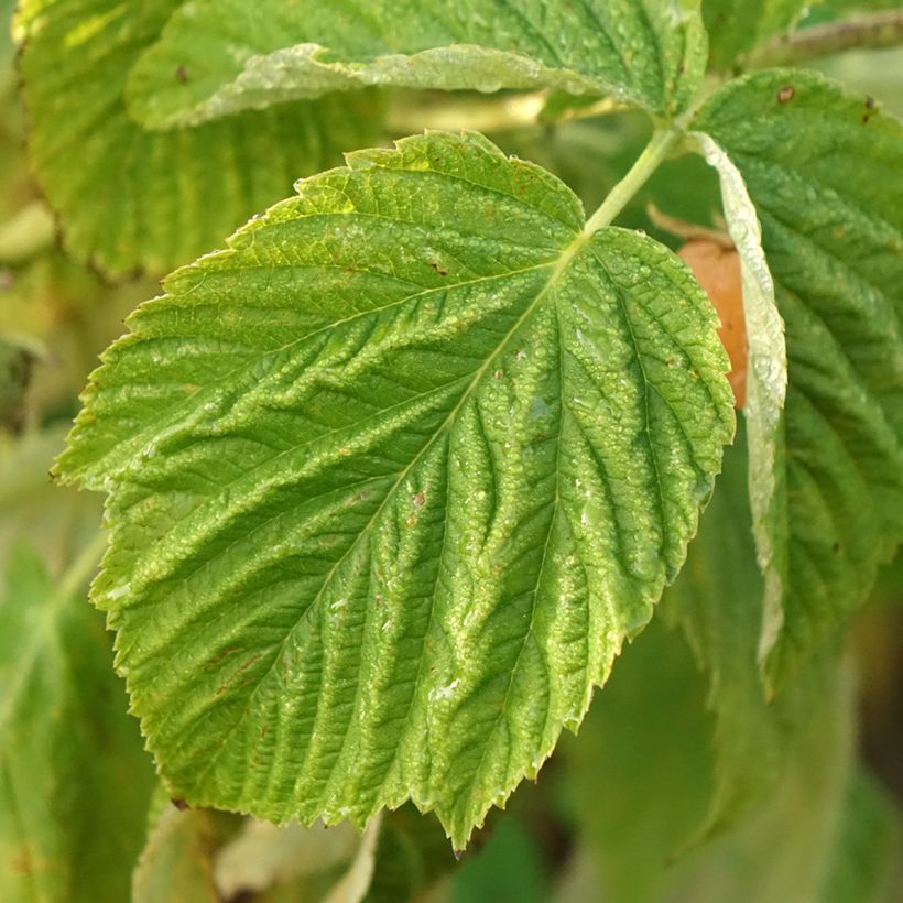 Raspberry Lowberry Little Orangelina- Rubus idaeus (Foliage)