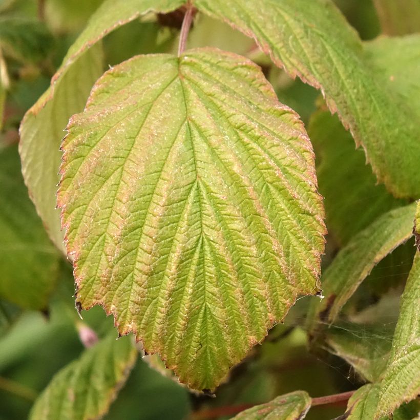 Raspberry Magnific Delbard- Rubus idaeus (Foliage)