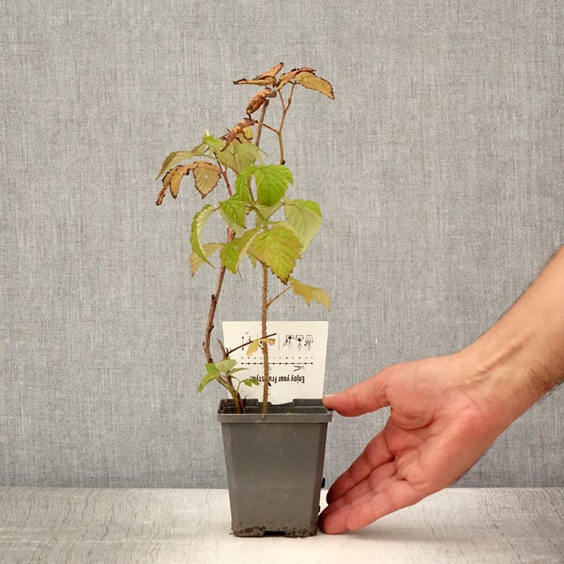 Raspberry Malling Promise- Rubus idaeus 8/9 cm potShipped height around 15/20cm sample as delivered in summer