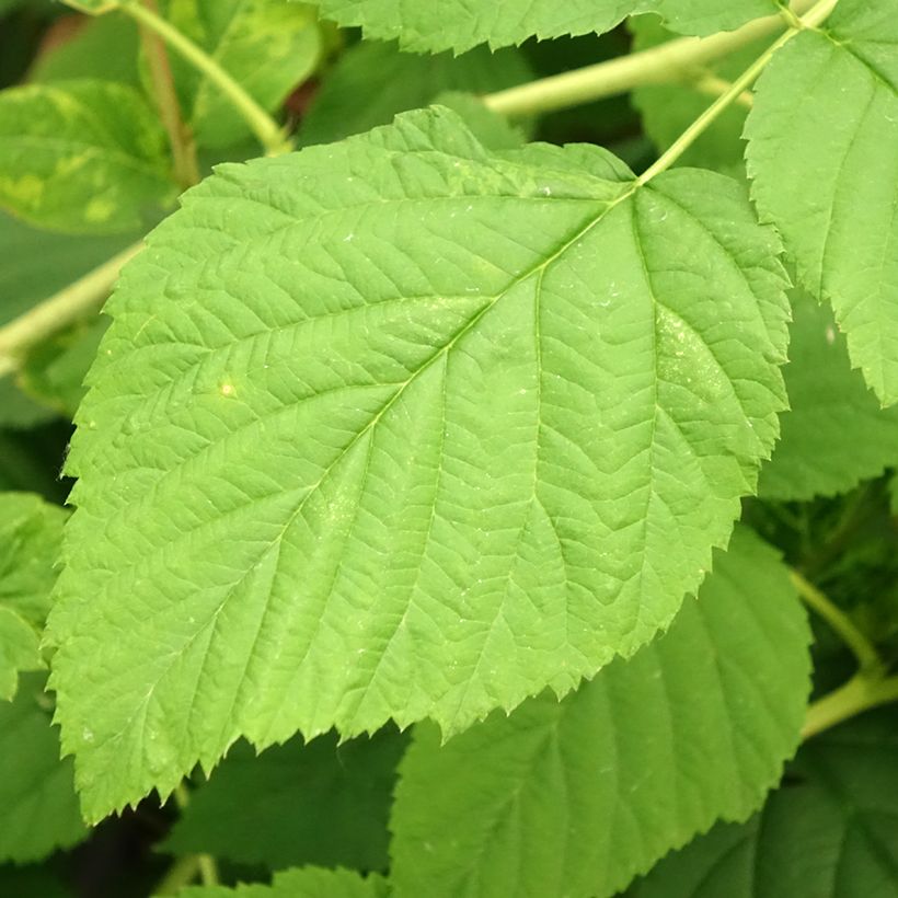 Rubus idaeus Meeker - Raspberry (Foliage)