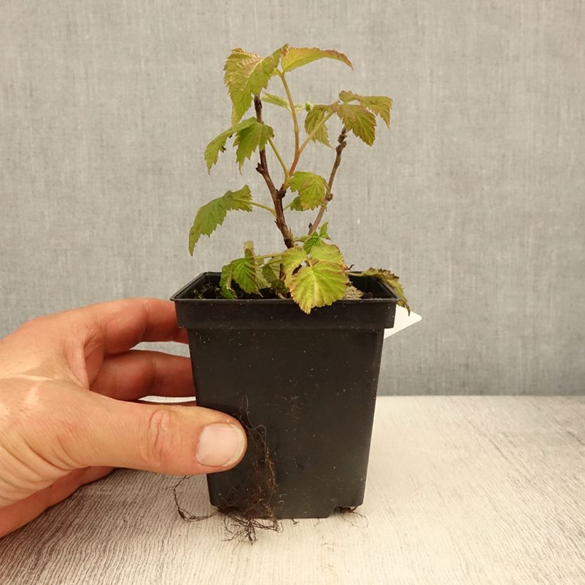 Raspberry Ruby Beauty- Rubus idaeus 8/9 cm pot sample as delivered in spring