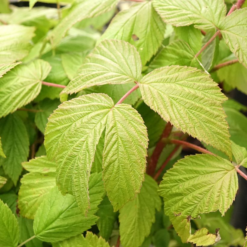 Raspberry Sanibelle (Everbearing) - Rubus idaeus (Foliage)