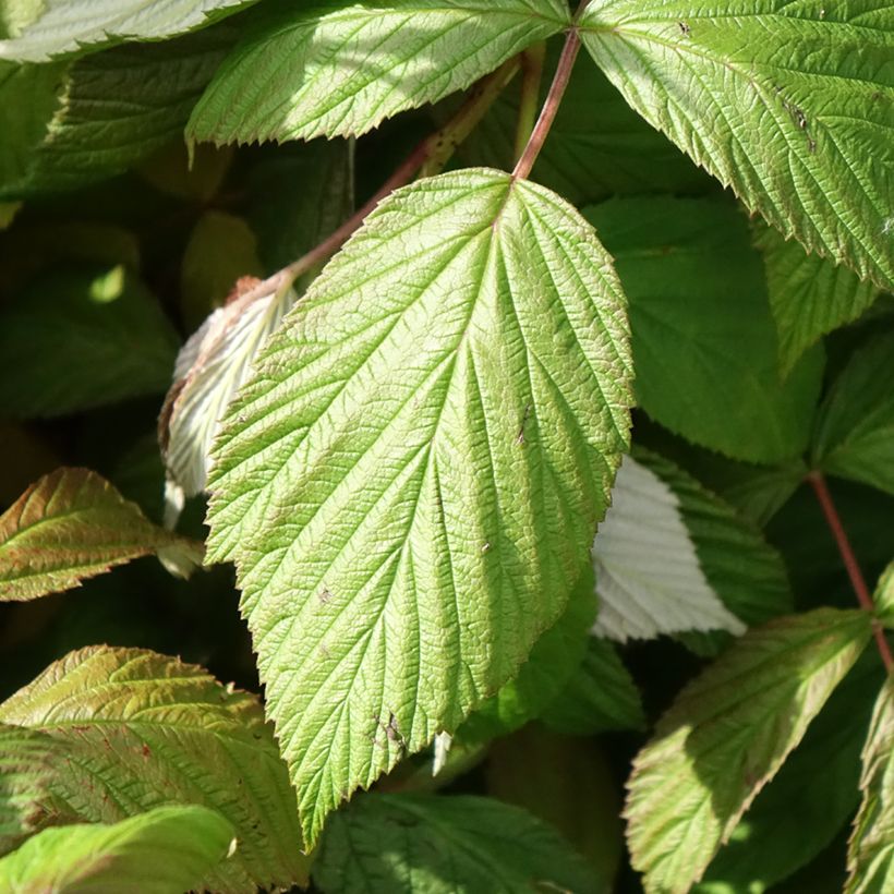 Raspberry September - Rubus idaeus (Foliage)