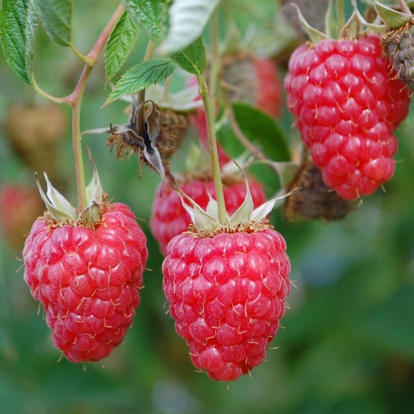 Raspberry TulaMagic - Rubus idaeus (Harvest)