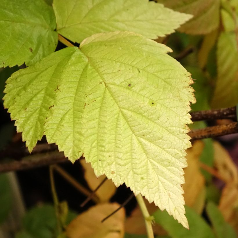 Raspberry TulaMagic - Rubus idaeus (Foliage)