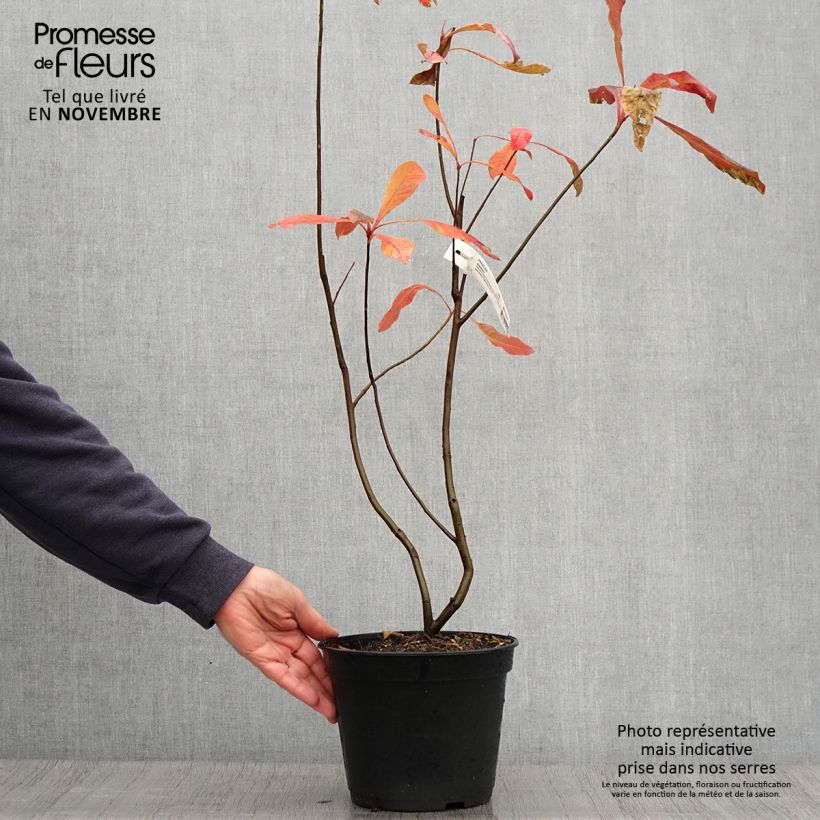 Franklinia alatamaha - Arbre de Franklin Pot de 4L/5L sample as delivered in autumn