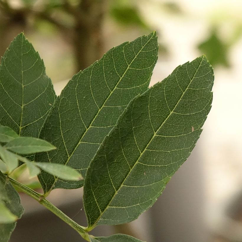 Fraxinus excelsior Abiona (Foliage)