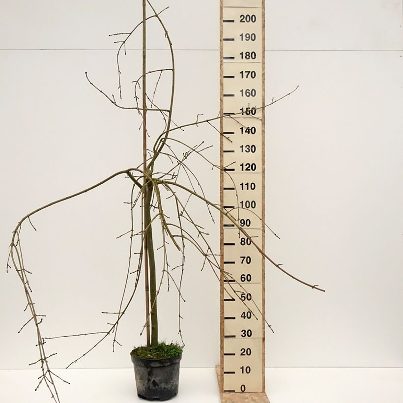 Fraxinus excelsior Heterophylla Pendula - Weeping ash 7.5L/10L potShipped height around 225/+cm sample as delivered in winter