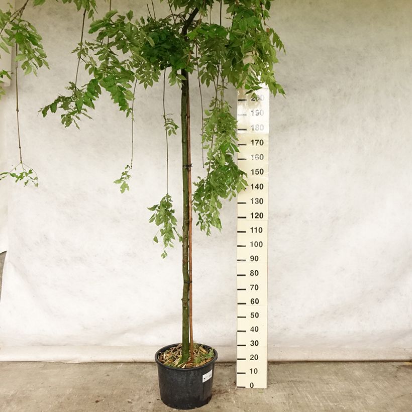 Fraxinus excelsior Pendula - Ash 30L/35L potShipped height around 250cm sample as delivered in summer