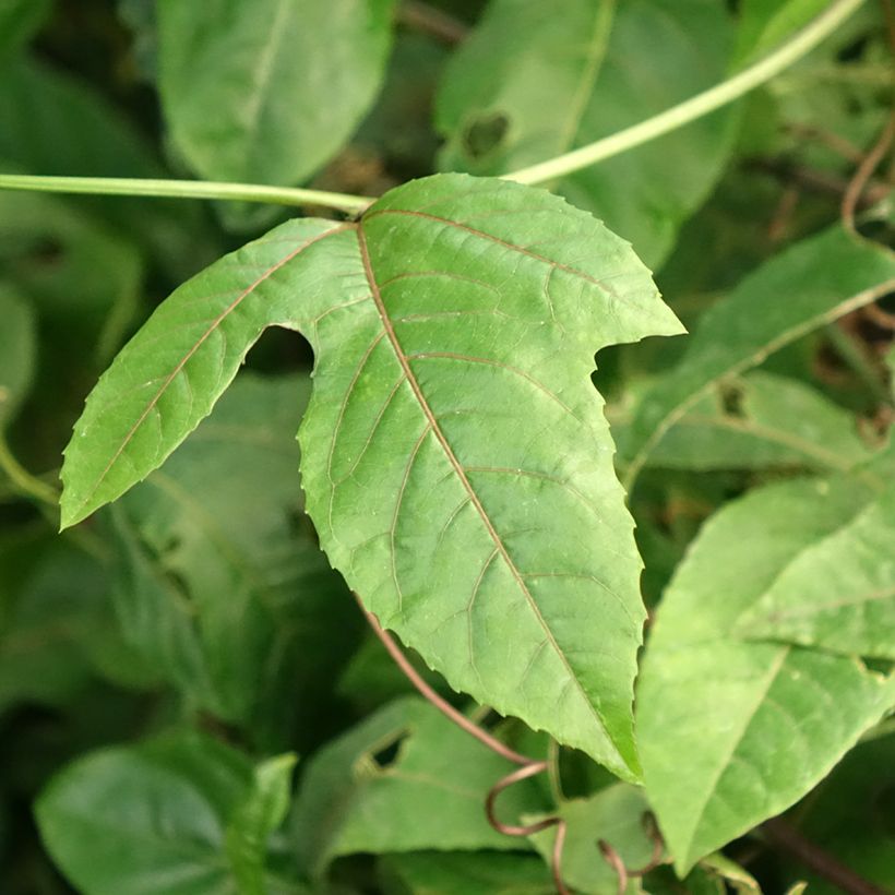 Passiflora edulis f. flavicarpa  (Foliage)