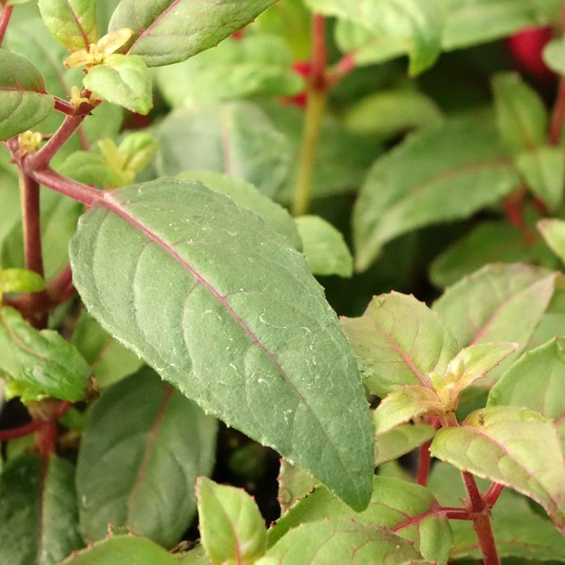 Fuchsia Bernadette (Foliage)