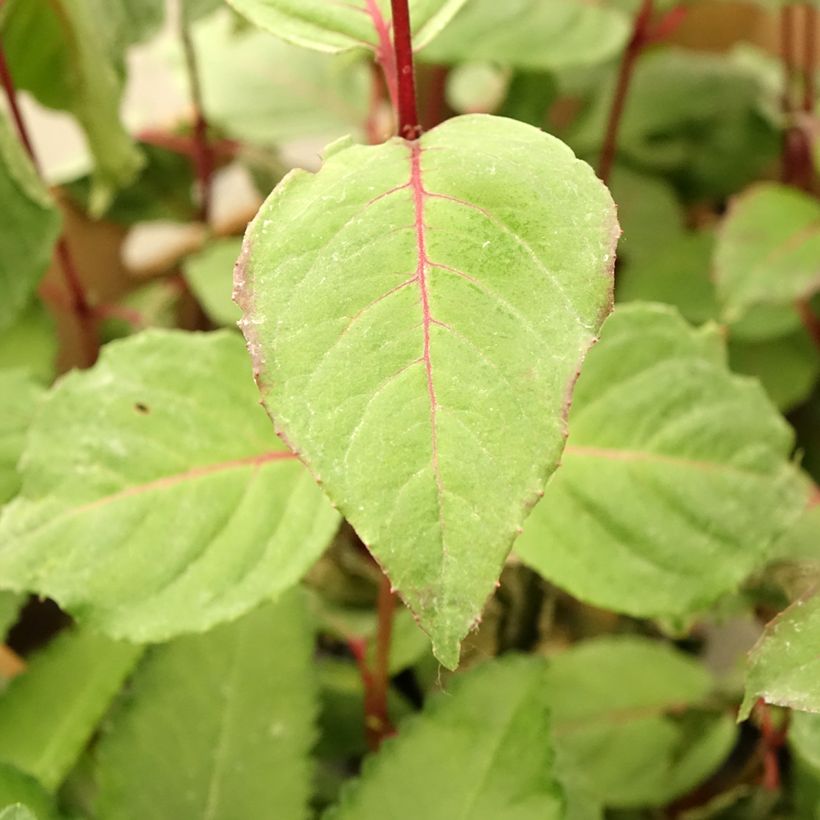 Fuchsia Black Princess (Foliage)