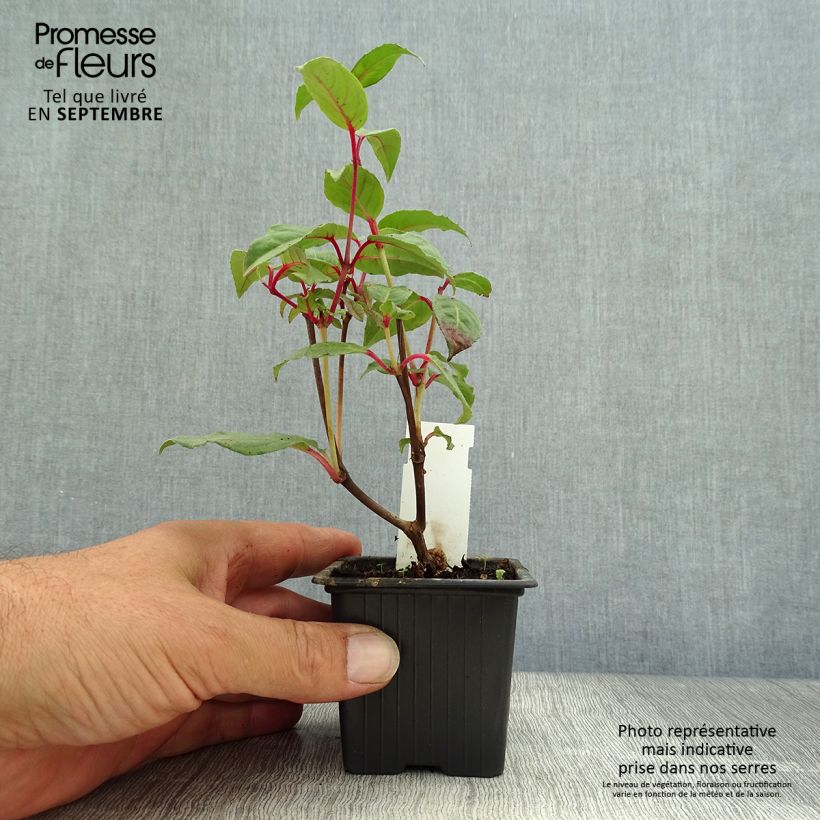 Fuchsia Black Princess - Godet de 8/9 cm sample as delivered in autumn