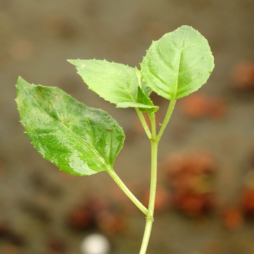 Fuchsia Celia Smedley (Foliage)