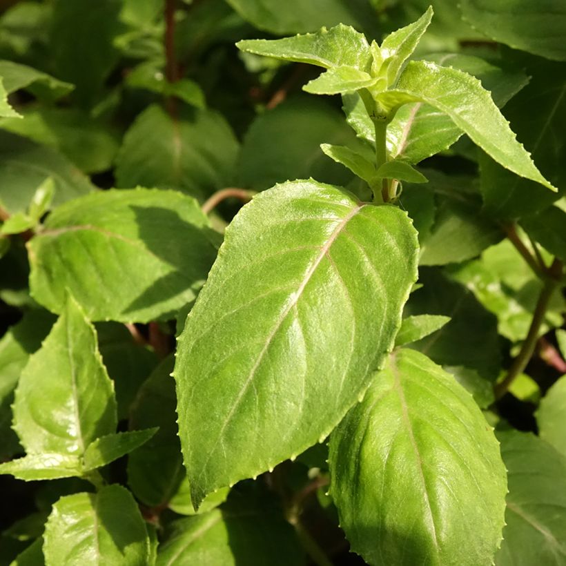 Fuchsia Deep Purple (Foliage)